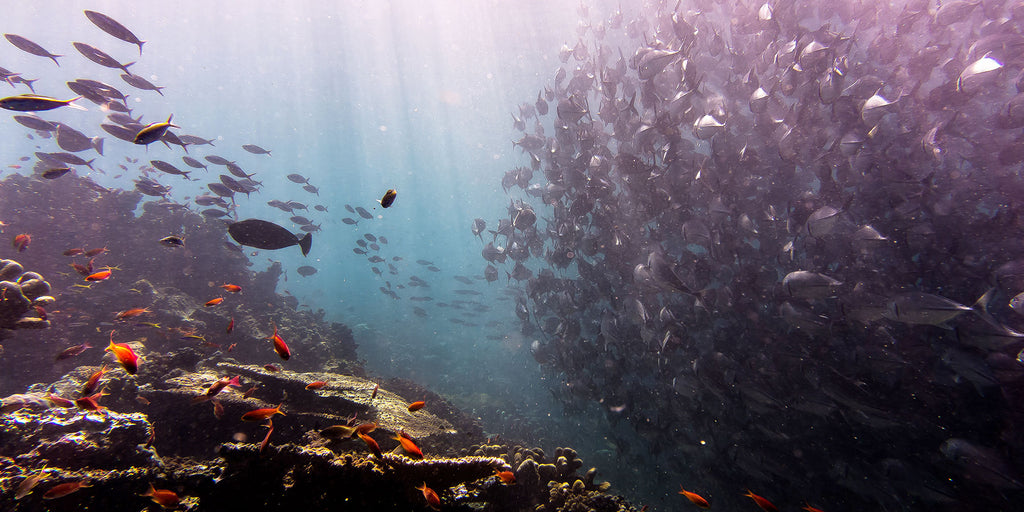 The Best Dive Destinations for Beginners