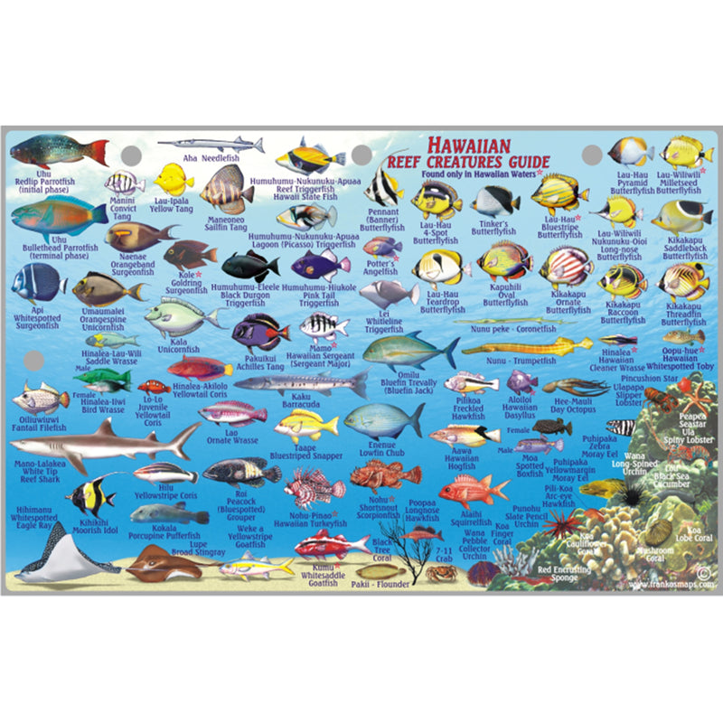 Franko Maps Hawaii Lanai Reef Dive Creature Guide 5.5 X 8.5 Inch