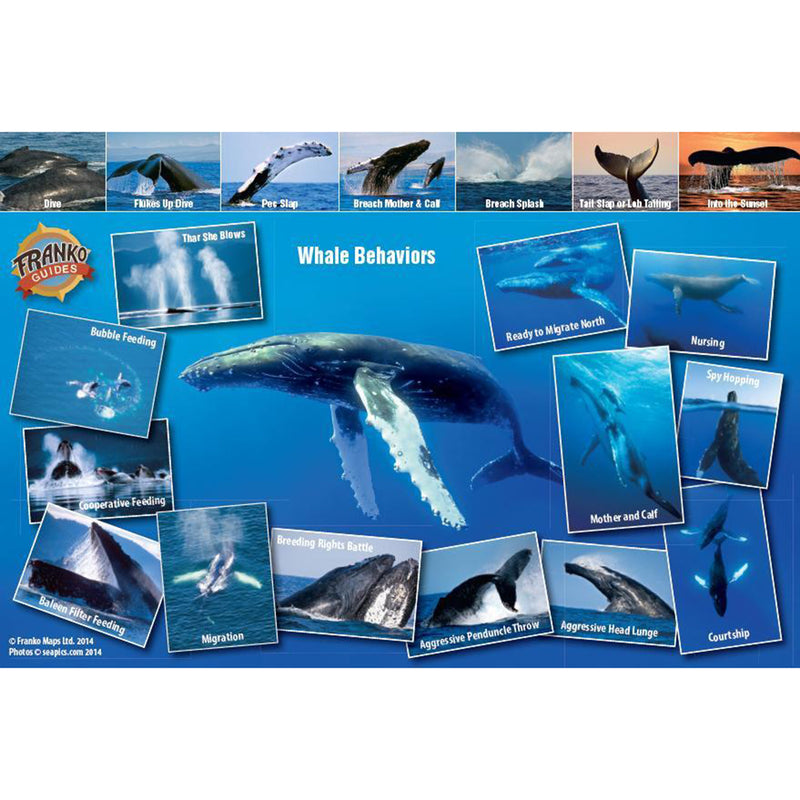 Franko Maps Pacific Humpback Whale Migration Guide 6 X 9 Inch