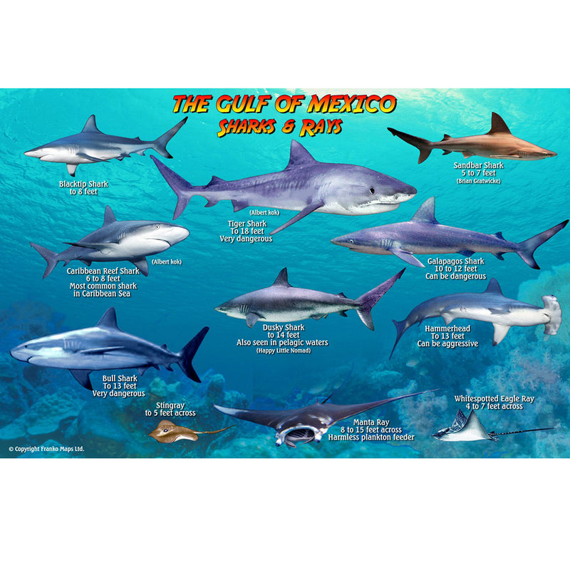 Franko Maps Gulf of Mexico Sharks Rays Creature Guide 5.5 X 8.5 Inch