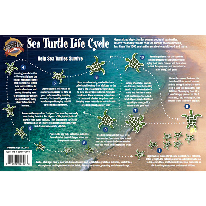 Franko Maps Sea Turtle Lifecycle Creature Guide 5.5 X 8.5 Inch