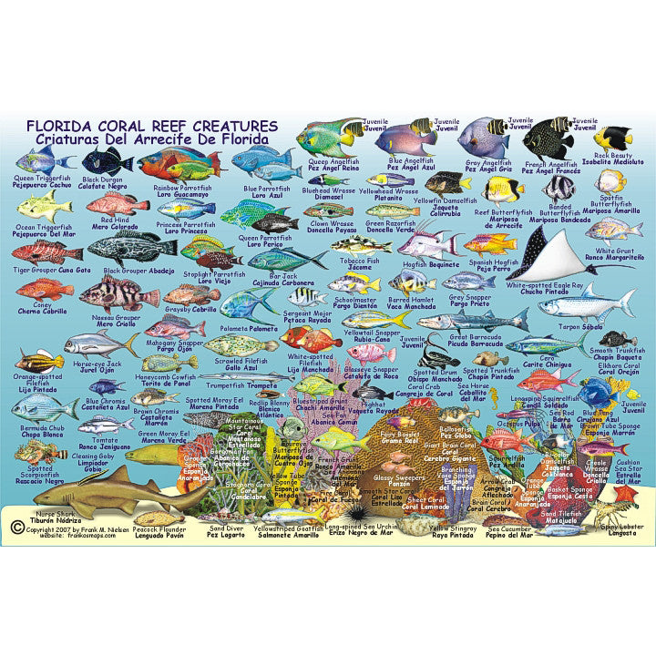 Franko Maps Florida State Reef Dive Creature Guide 6 X 9 Inch