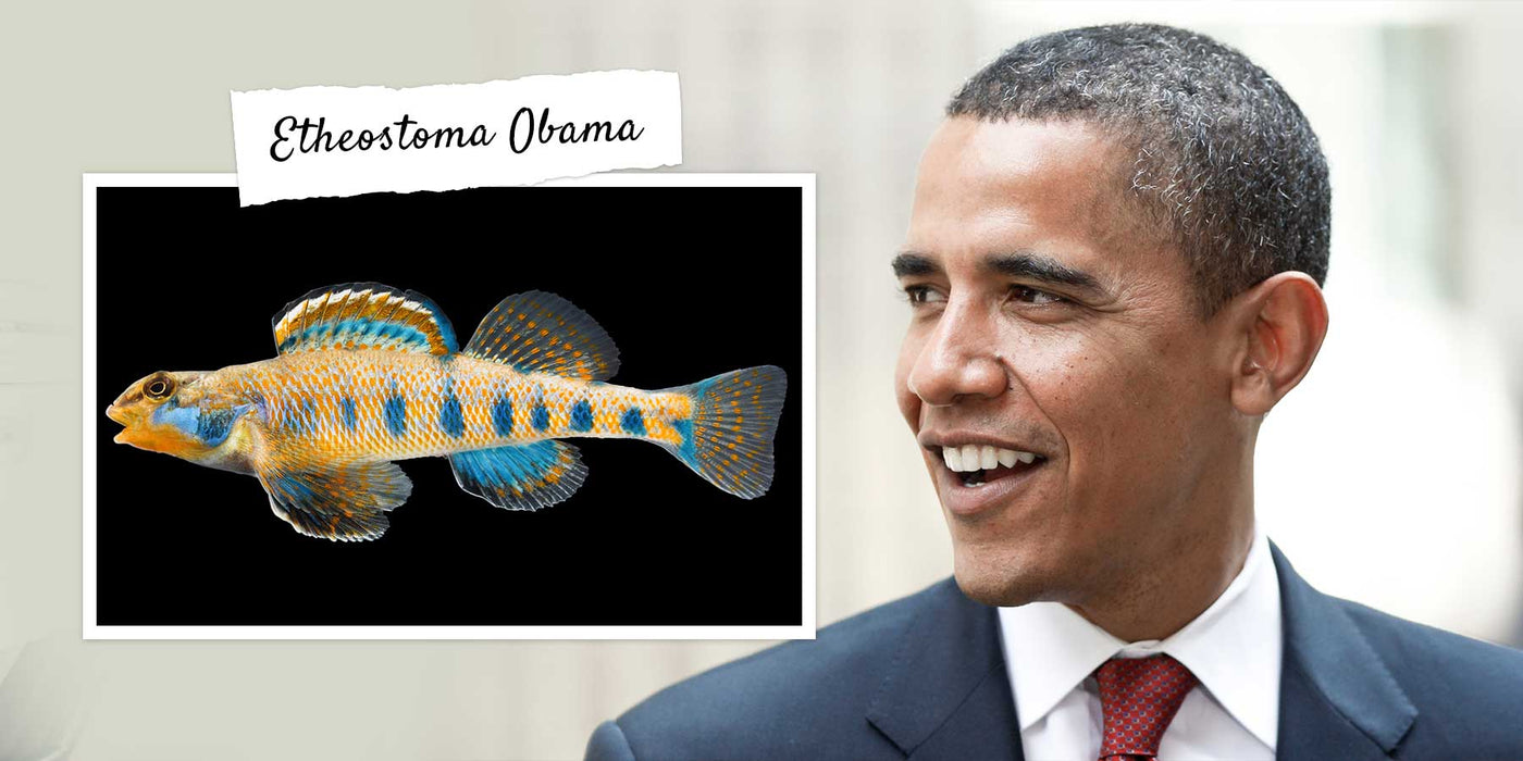 10 Sea Creatures That Were Named After Celebrities