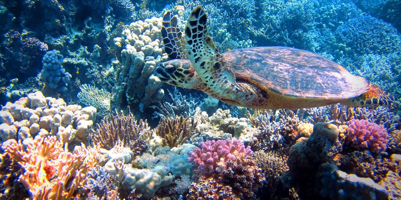 Explore the Amazing Coral Triangle in Southeast Asia