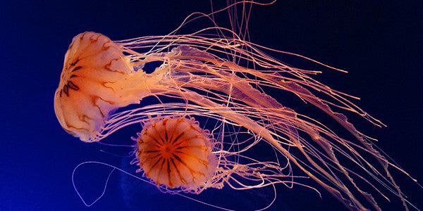 Jellyfish Sting Prevention & Treatment