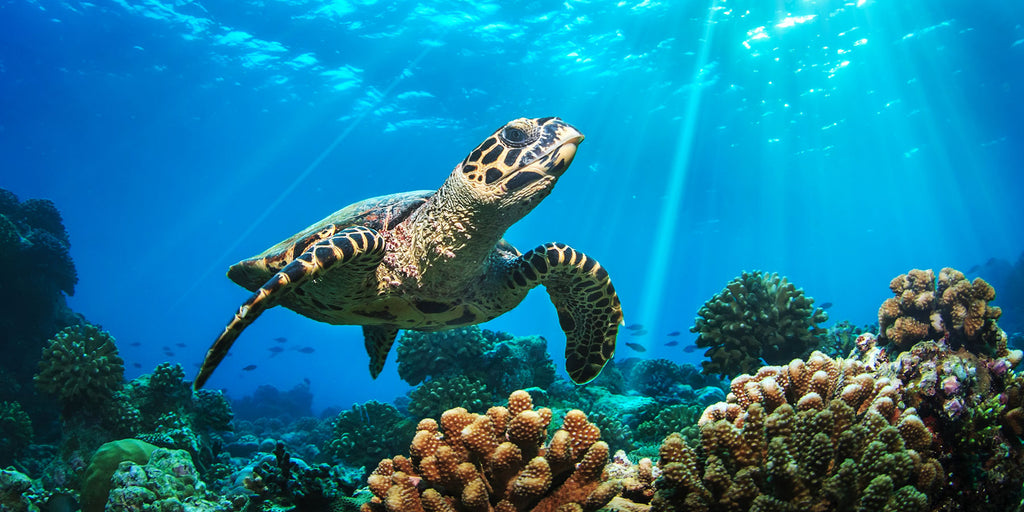 The Best Dive Spots to Swim with Sea Turtles