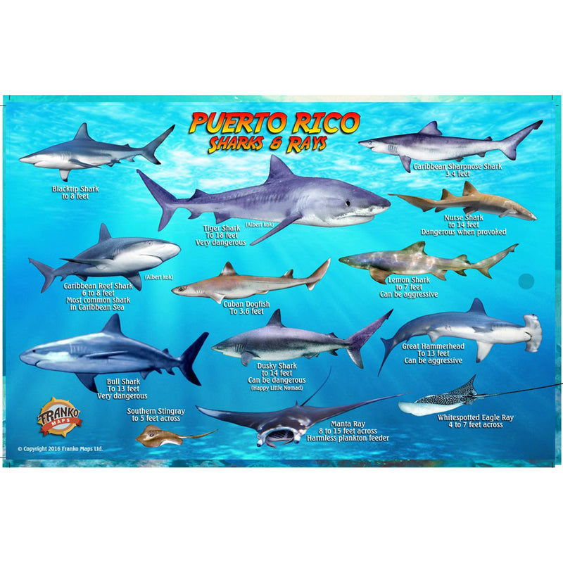 Franko Maps Puerto Rico Sharks Rays Creature Guide 5.5 X 8.5 Inch