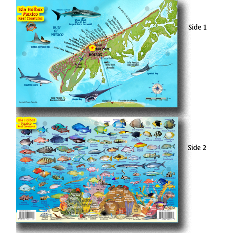 Franko Maps Isla Holbox Mexico Reef Creature Guide 5.5 X 8.5 Inch