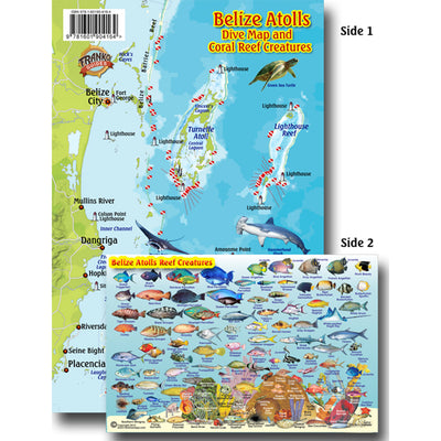 Franko Maps Belize Dive Creature Guide 14 X 21 Inch