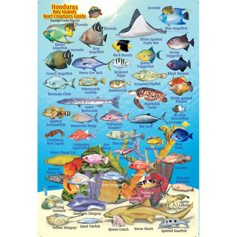 Franko Maps Honduras Bay Islands Reef Creature Guide 4 X 6 Inch