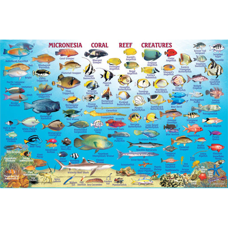 Franko Maps Rota Coral Reef Dive Creature Guide 5.5 X 8.5 Inch