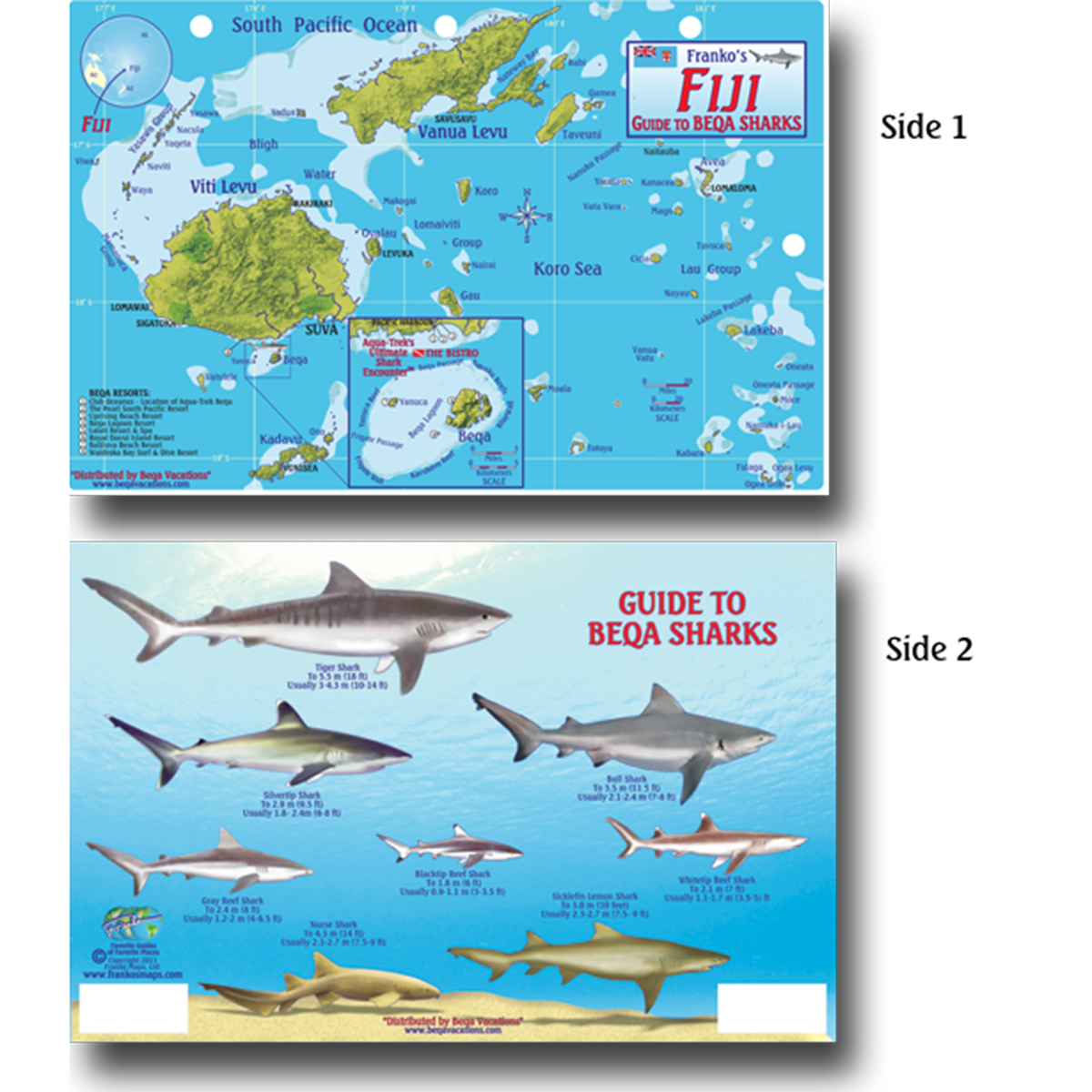 tiger shark classification chart