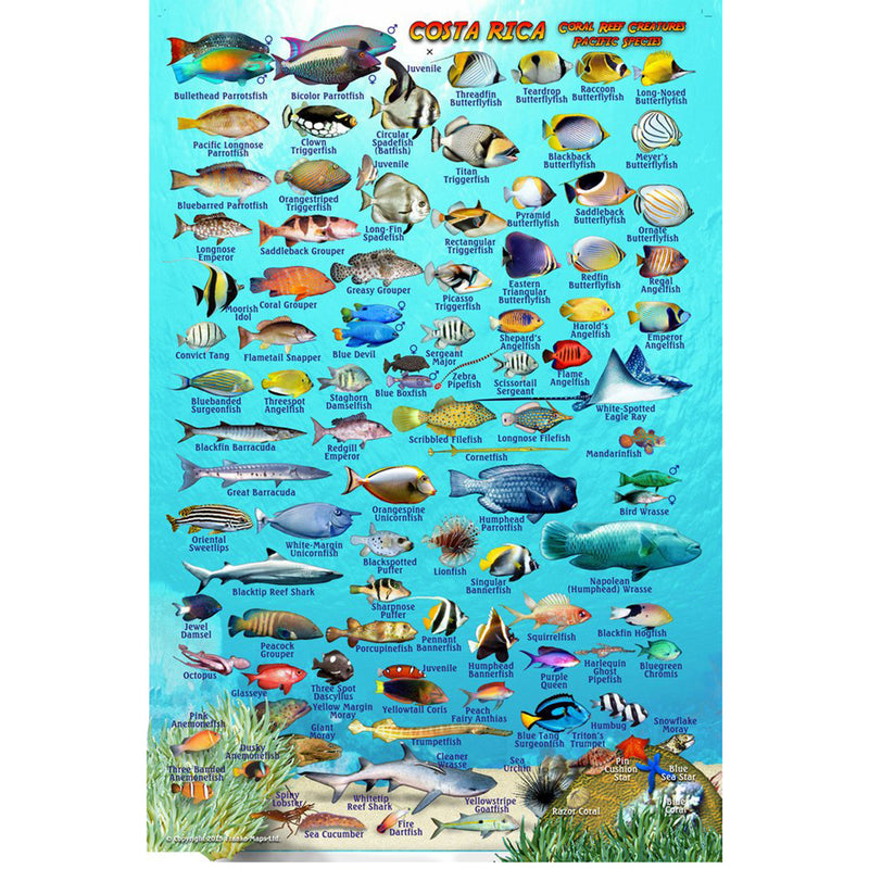 Franko Maps Costa Rica Coral Reef Dive Creature Guide 5.5 X 8.5 Inch