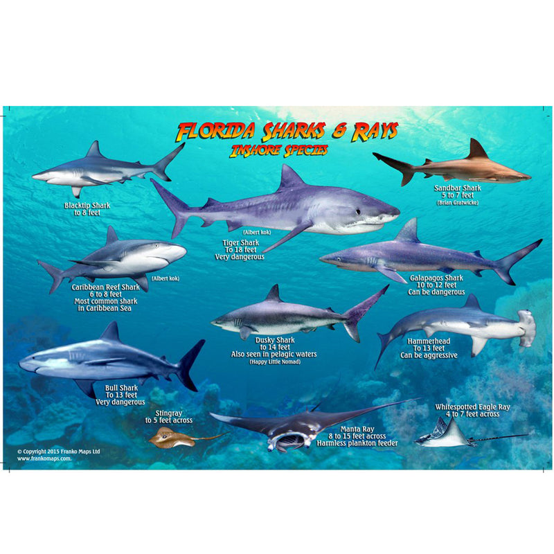 Franko Maps Florida Sharks Rays Creature Guide 5.5 X 8.5 Inch