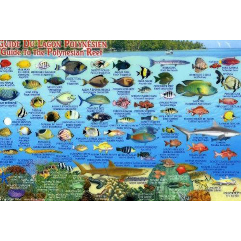 Franko Maps Polynesia Rangiroa Reef Dive Creature Guide 5.5 X 8.5 Inch