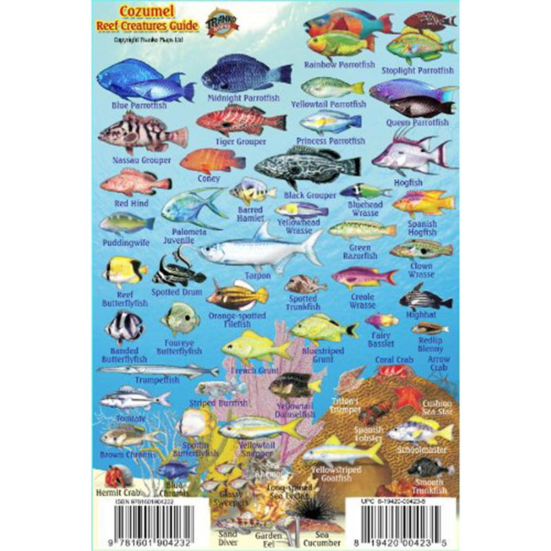 Franko Maps Cozumel Reef Creature Guide 4 X 6 Inch