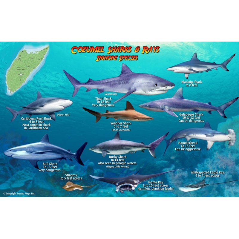 Franko Maps Cozumel Sharks Rays Creature Guide 5.5 X 8.5 Inch