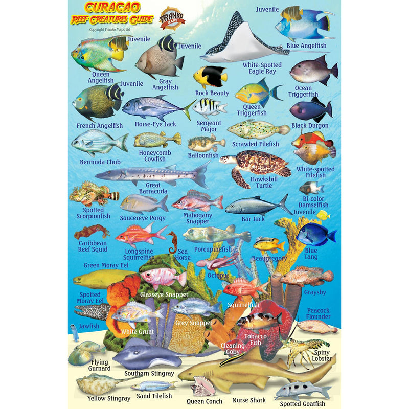 Franko Maps Curacao Reef Creature Guide 4 X 6 Inch