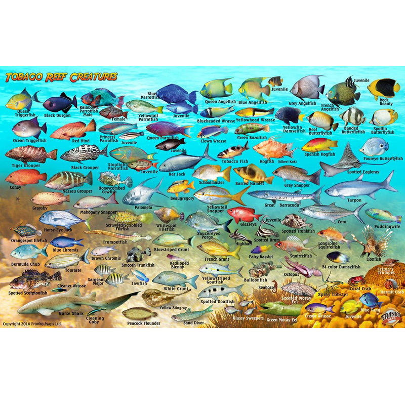 Franko Maps Tobago Reef Dive Creature Guide 5.5 X 8.5 Inch
