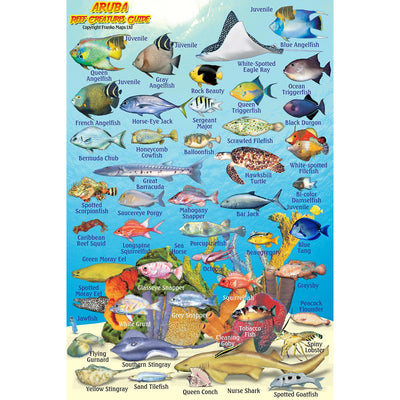 Franko Maps Aruba Reef Creature Guide 4 X 6 Inch