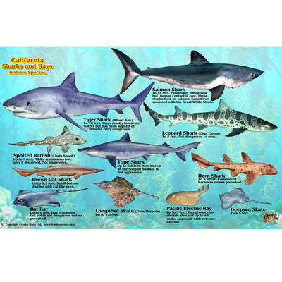 Franko Maps California Sharks Ray Creature Guide 5.5 X 8.5 Inch