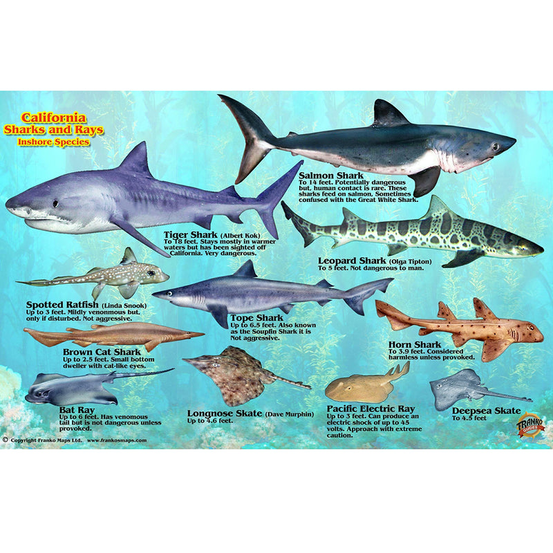 Franko Maps California Sharks Ray Creature Guide 5.5 X 8.5 Inch