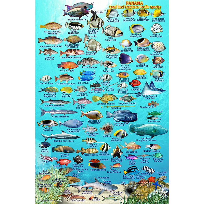 Franko Maps Panama Coral Reef Creature Guide 5.5 X 8.5 Inch