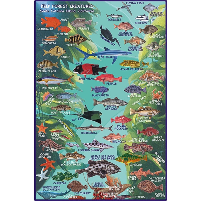 Franko Maps Avalon Underwater Park Dive Creature Guide 5.5 X 8.5 Inch