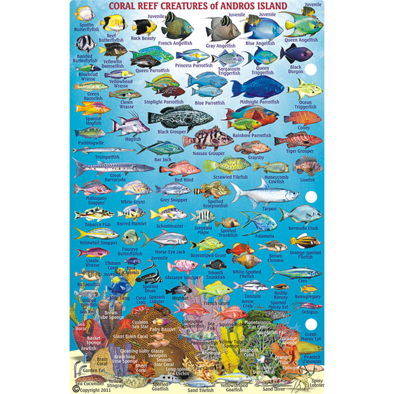 Franko Maps Andros Island Bahamas Dive Creature Guide 5.5 X 8.5 Inch