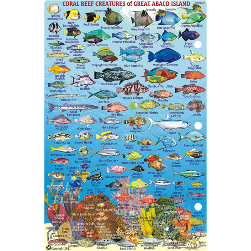 Franko Maps Great Abaco Bahamas Dive Creature Guide 5.5 X 8.5 Inch
