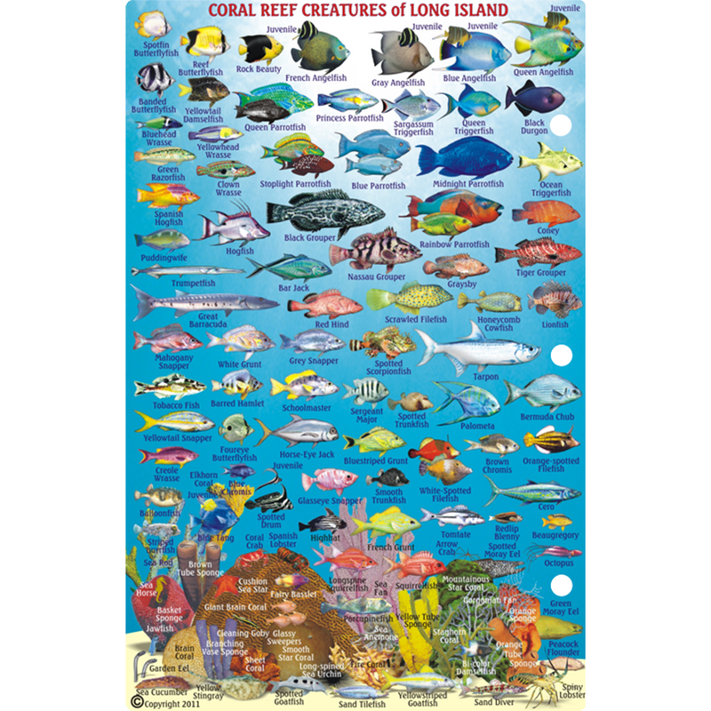 Franko Maps Long Island Bahamas Dive Creature Guide 5.5 X 8.5 Inch