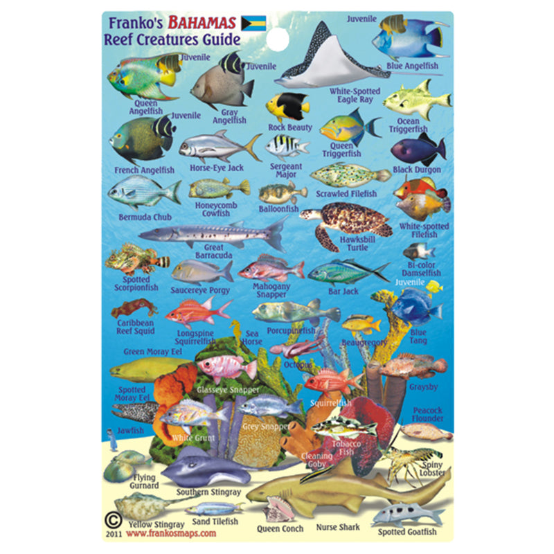 Franko Maps Bahamas Reef Creature Guide 4 X 6 Inch