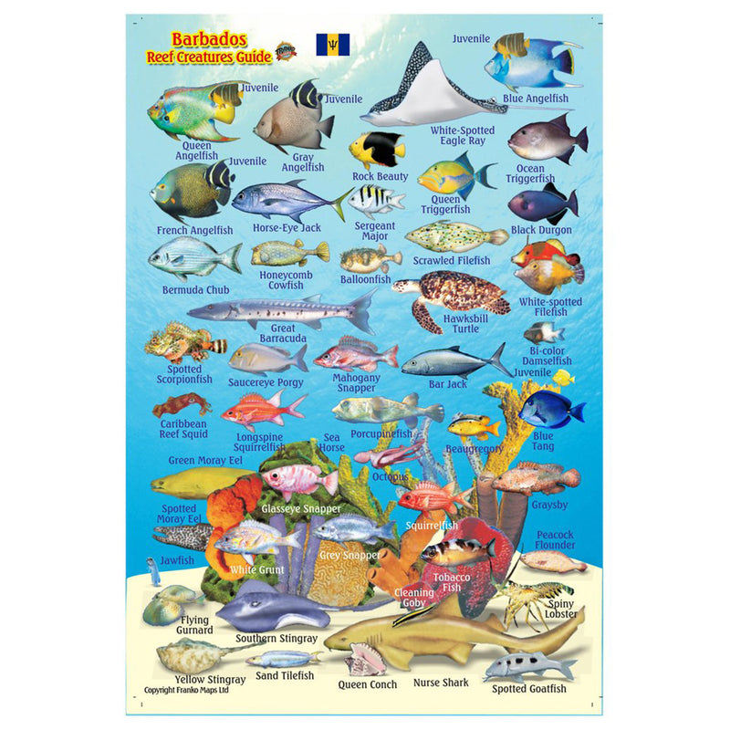 Franko Maps Barbados Reef Creature Guide 4 X 6 Inch