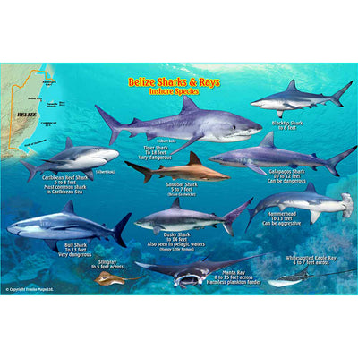 Franko Maps Belize Sharks Rays Creature Guide 5.5 X 8.5 Inch