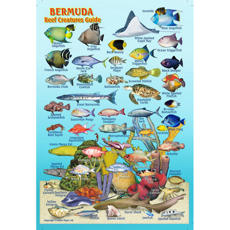 Franko Maps Bermuda Reef Creature Guide 4 X 6 Inch