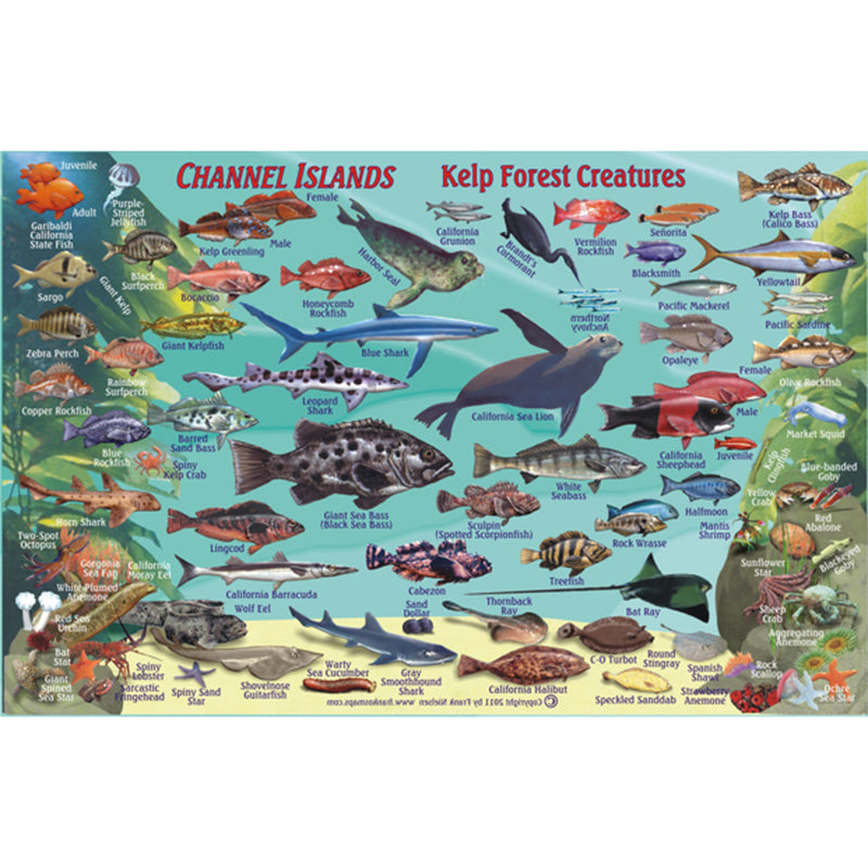 Franko Maps Channel Islands Creature Guide 5.5 X 8.5 Inch
