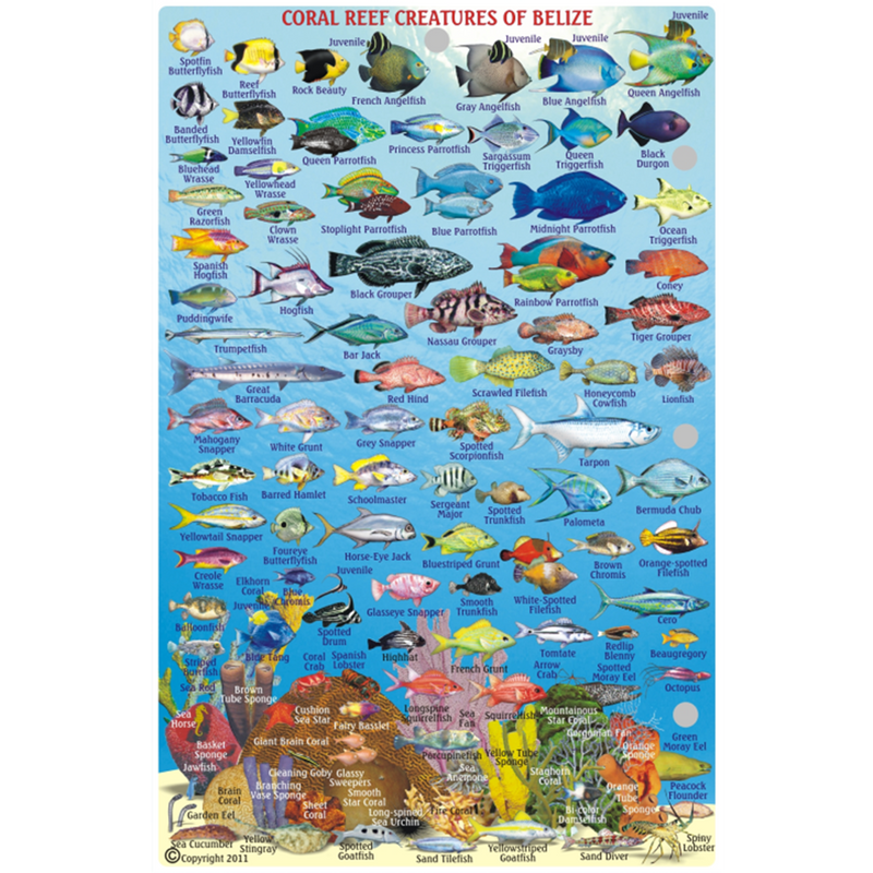 Franko Maps Belize Ambergris Caye Dive Creature Guide 5.5 X 8.5 Inch