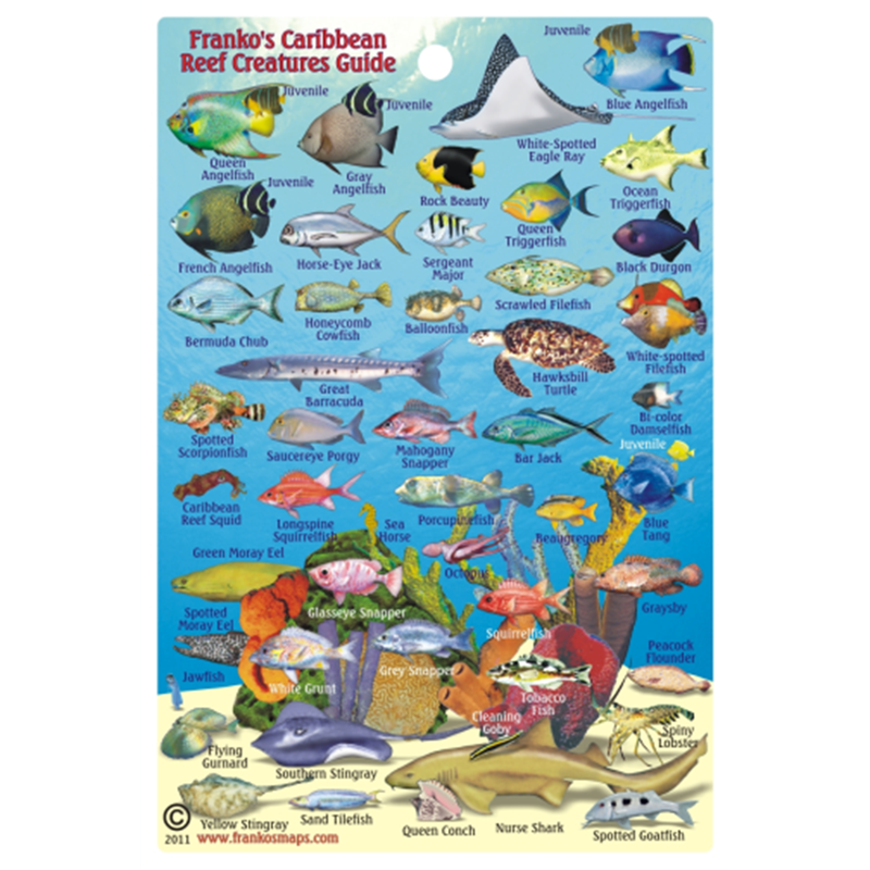 Franko Maps Caribbean Reef Creature Guide 4 X 6 Inch
