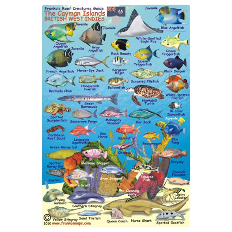 Franko Maps Cayman Islands Creature Guide 4 X 6 Inch