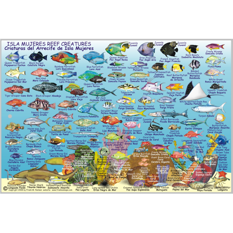 Franko Maps Isla Mujeres Reef Dive Creature Guide 6 X 9 Inch