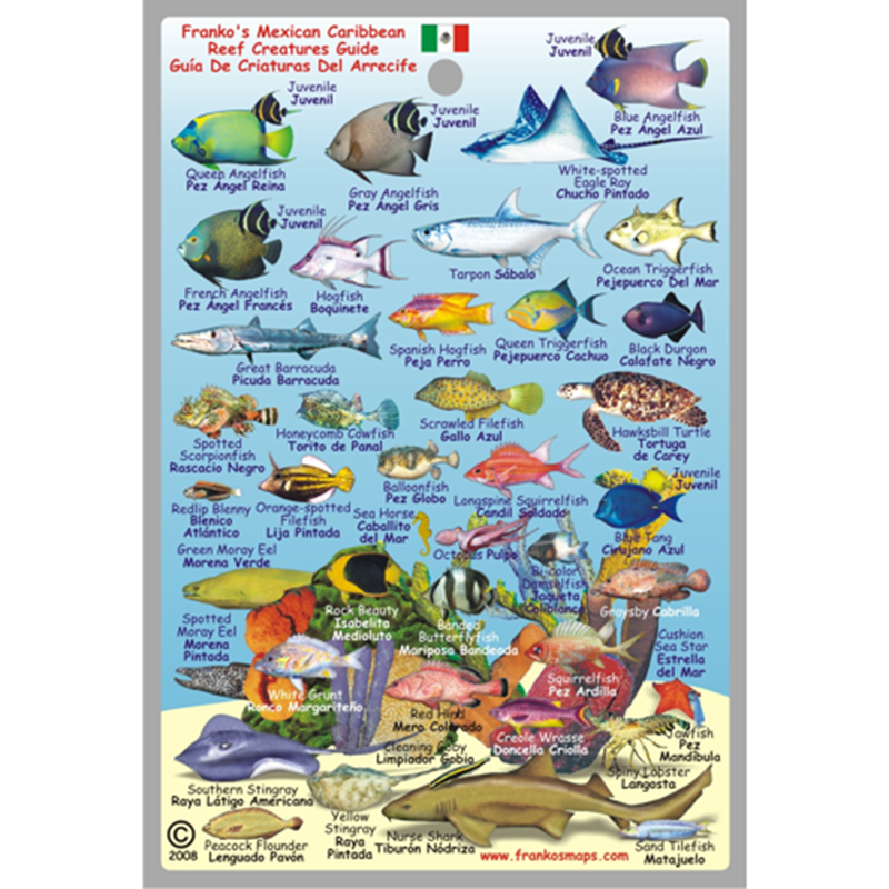 Franko Maps Mexican Caribbean Reef Creature Guide 4 X 6 Inch