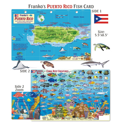 Franko Maps Puerto Rico Dive Creature Guide 5.5 X 8.5 Inch