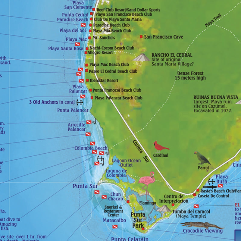 Franko Maps Cozumel Dive Creature Adventure Guide 18.5 X 26 Inch