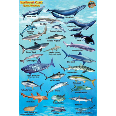Franko Maps Northwest Coast Kelp Ocean Creature Guide 4 X 6 Inch
