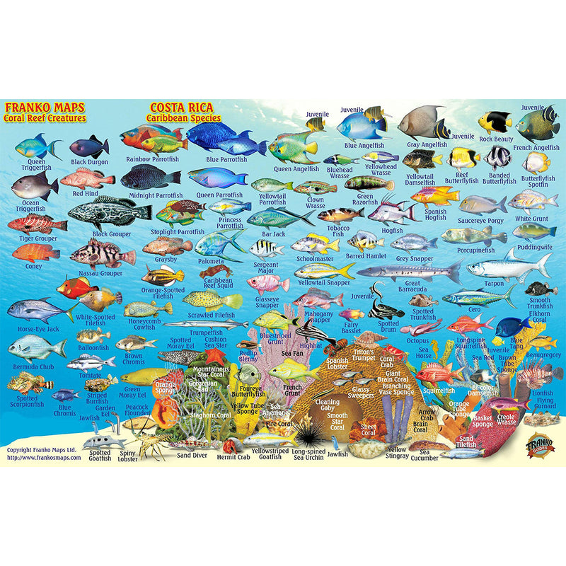 Franko Maps Costa Rica Coral Reef Dive Creature Guide 5.5 X 8.5 Inch