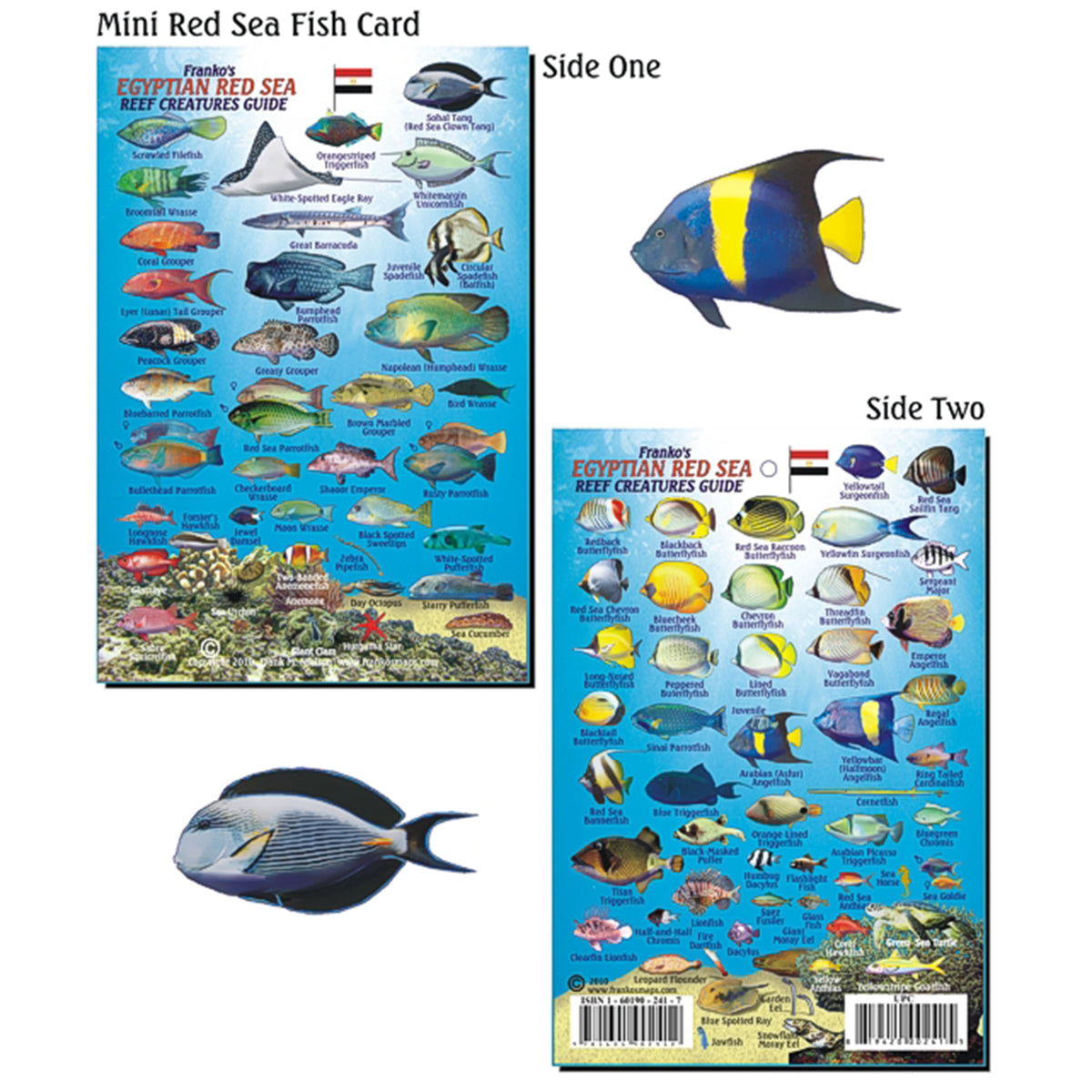 Flyve drage Officer Fremskreden Franko Maps Egyptian Red Sea Reef Creature Guide 4 X 6 Inch – Shop709.com