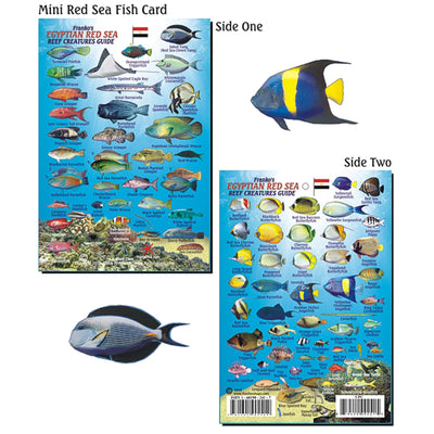 Franko Maps Egyptian Red Sea Reef Creature Guide 4 X 6 Inch