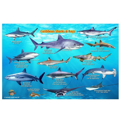 Franko Maps Caribbean Sharks Rays Creature Guide 5.5 X 8.5 Inch