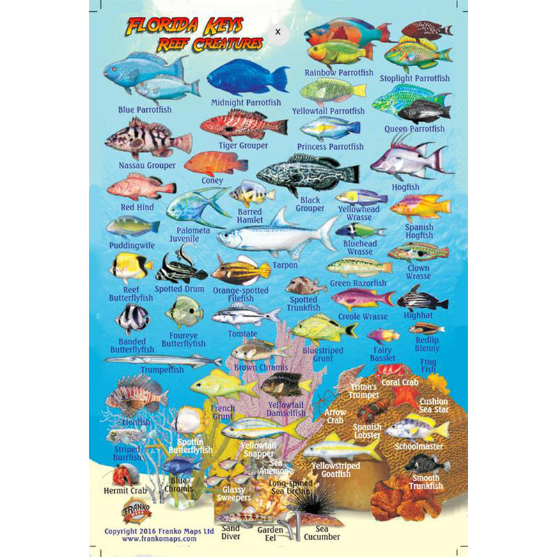 Franko Maps Florida Reef Creature Guide 4 X 6 Inch