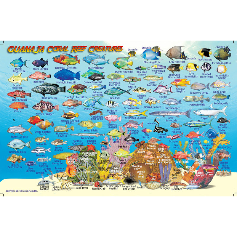 Franko Maps Guanaja Reef Dive Creature Guide 5.5 X 8.5 Inch